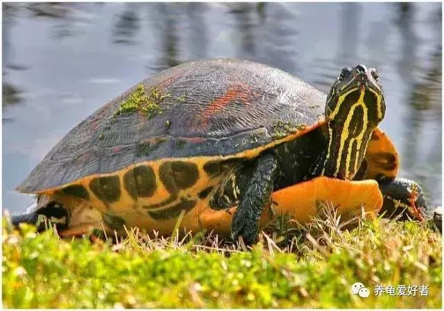 乌龟吃龟粮龟被撑死吗,乌龟龟食如果多吃了会怎么样