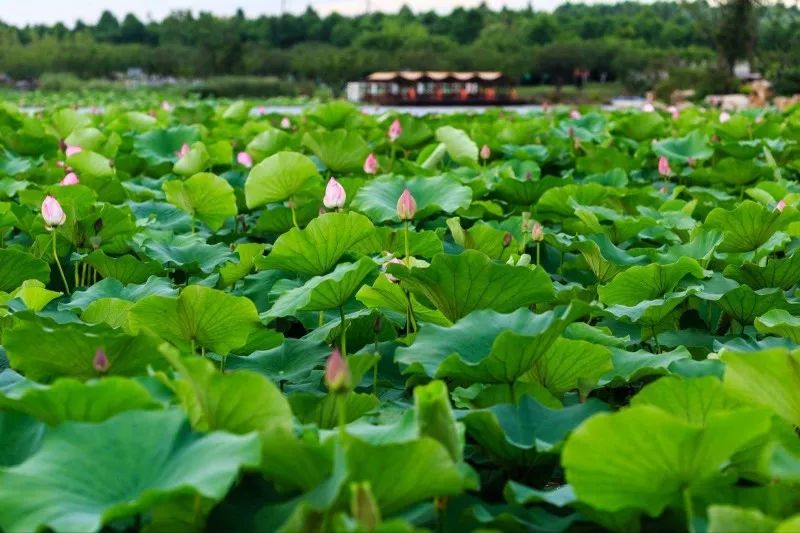 上海观景赏荷,7月赏荷花好去处