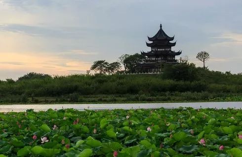 上海观景赏荷,7月赏荷花好去处