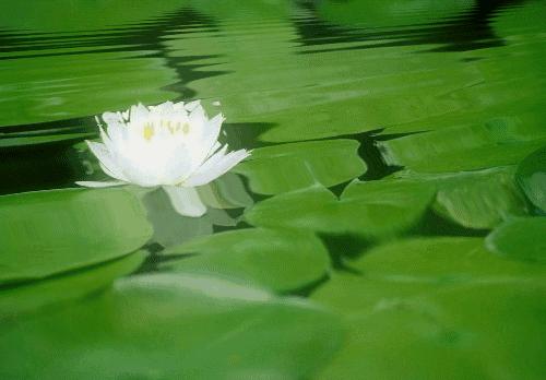 上海观景赏荷,7月赏荷花好去处