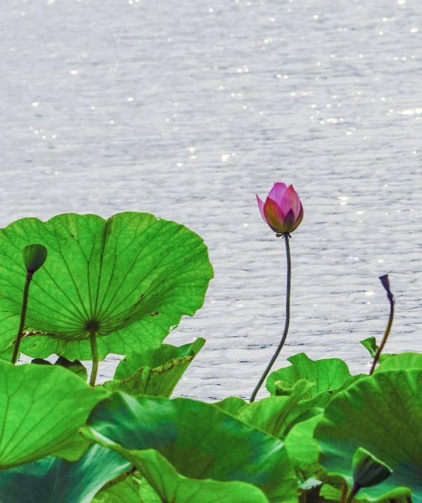 上海观景赏荷,7月赏荷花好去处