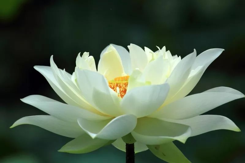 上海观景赏荷,7月赏荷花好去处