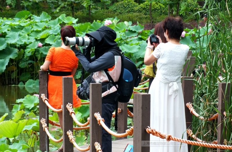 上海观景赏荷,7月赏荷花好去处