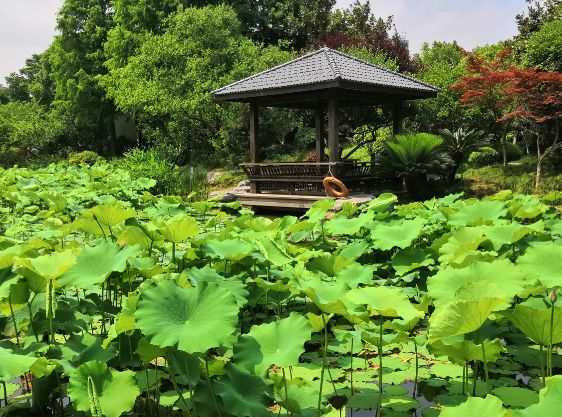 上海观景赏荷,7月赏荷花好去处