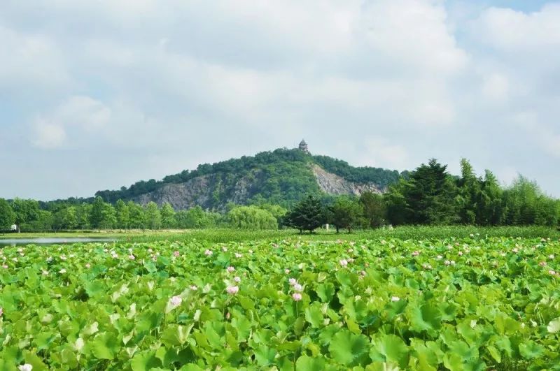 上海观景赏荷,7月赏荷花好去处