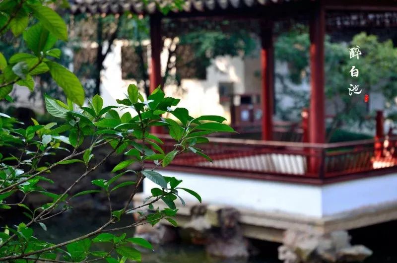 上海观景赏荷,7月赏荷花好去处