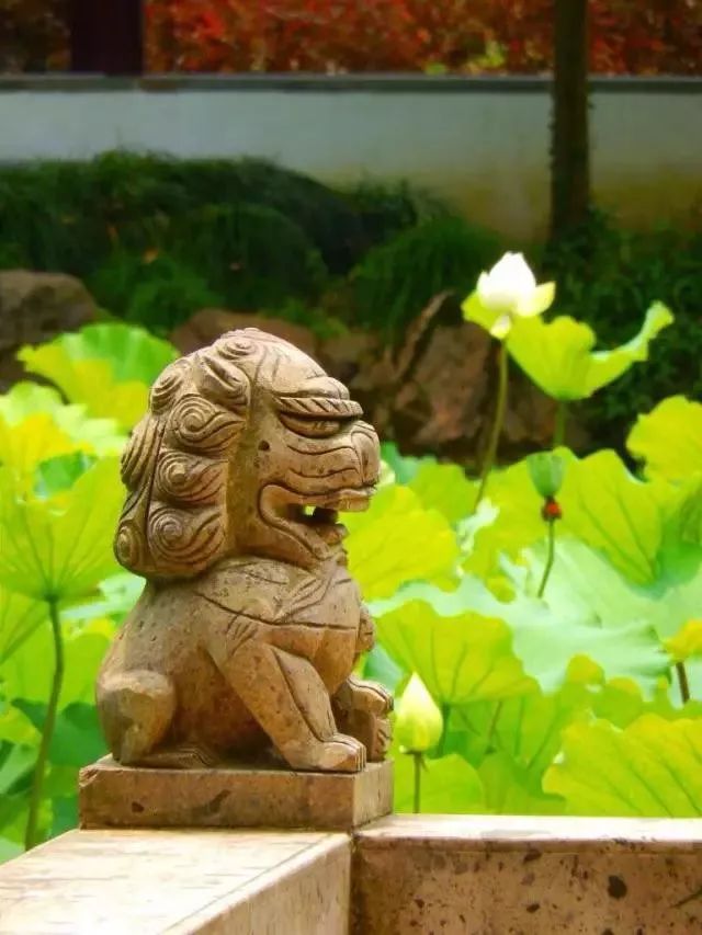 上海观景赏荷,7月赏荷花好去处