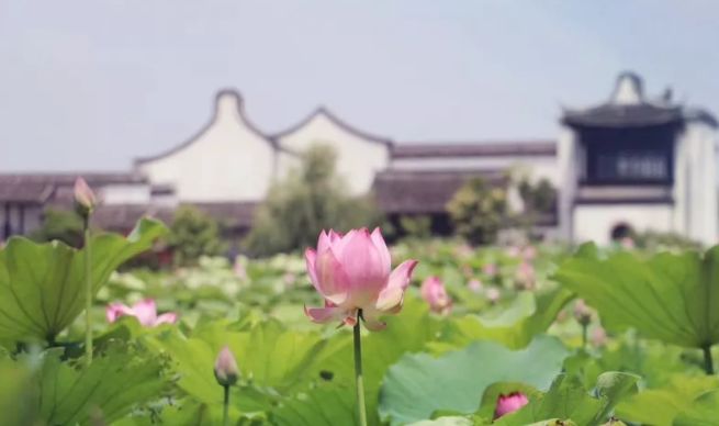 上海观景赏荷,7月赏荷花好去处