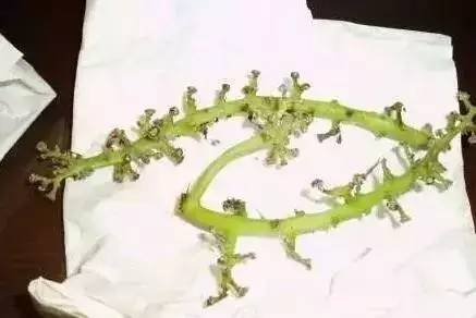 葡萄皮和籽别再扔掉,葡萄皮里面有虫子