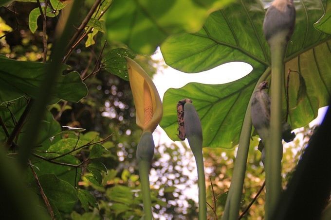 恋上这片海，一个人绚丽多彩的三亚自由行