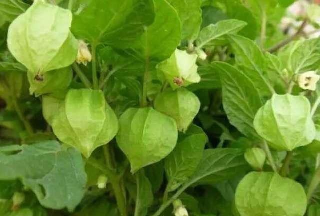 农村这几种野生美味越来越少,这些农村野菜你吃过哪几种