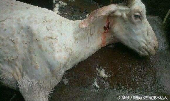 羔羊死亡率较高的原因,羔羊早产死亡什么原因