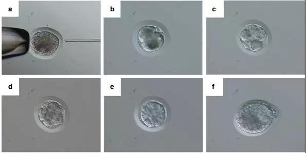 灭绝物种复活？首个试管犀牛胚胎诞生！犀牛是如何人工授精的？