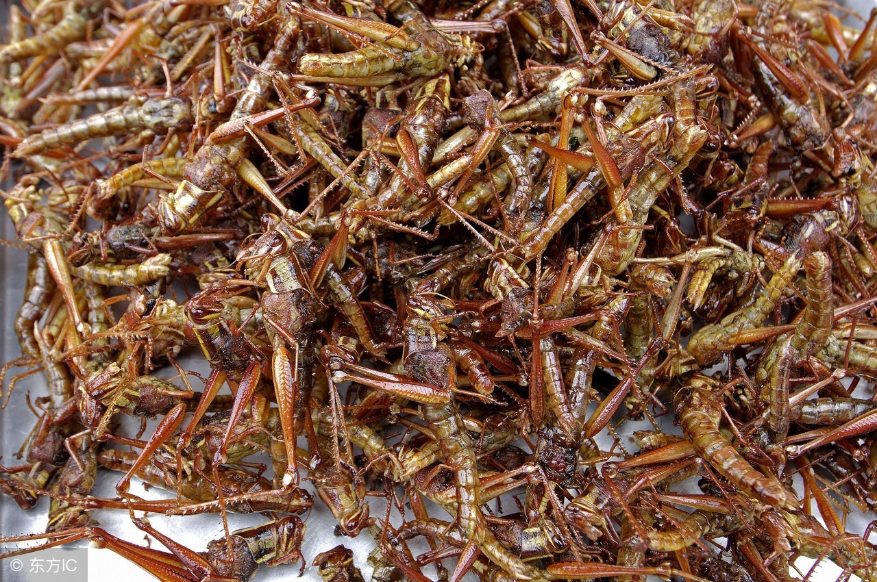 蝎子可以吃什么常见的昆虫,有哪些昆虫可以用来烧烤