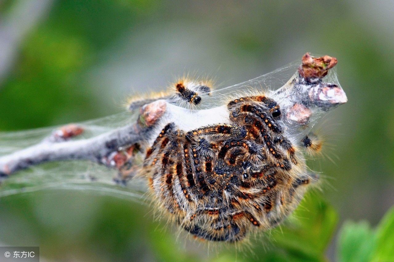 蝎子可以吃什么常见的昆虫,有哪些昆虫可以用来烧烤