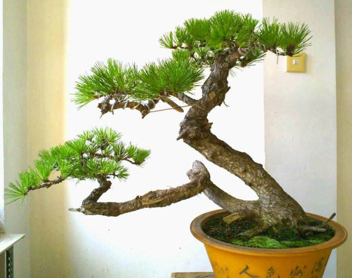 黑松盆景造型修剪最佳时间,黑松盆景造型视频大全