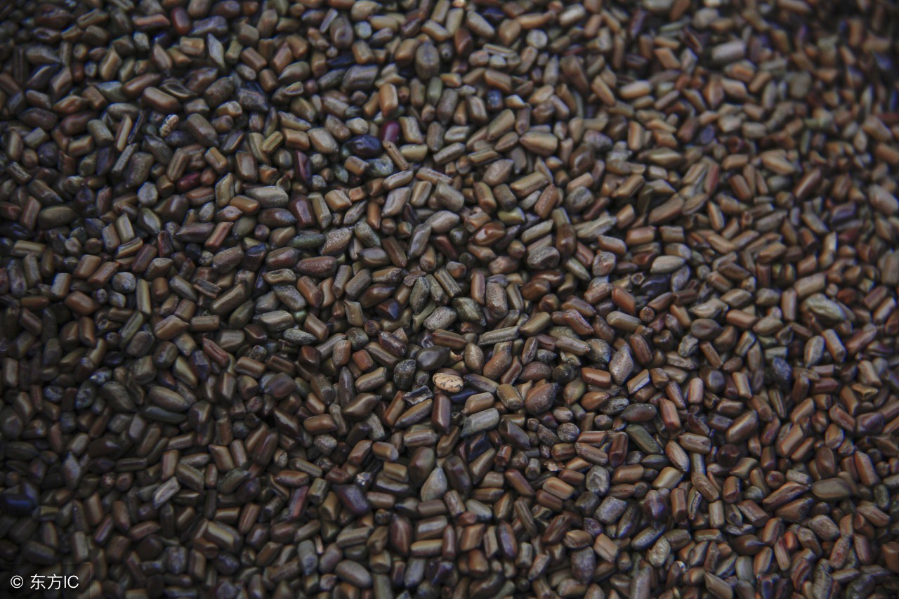 决明子牛蒡根的功效与作用及禁忌,菊花决明子蒲公英茶的功效与作用