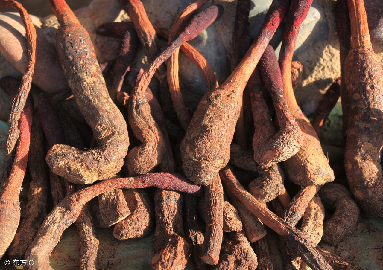 中医锁阳补肾,锁阳补肾健脾固精的中草药