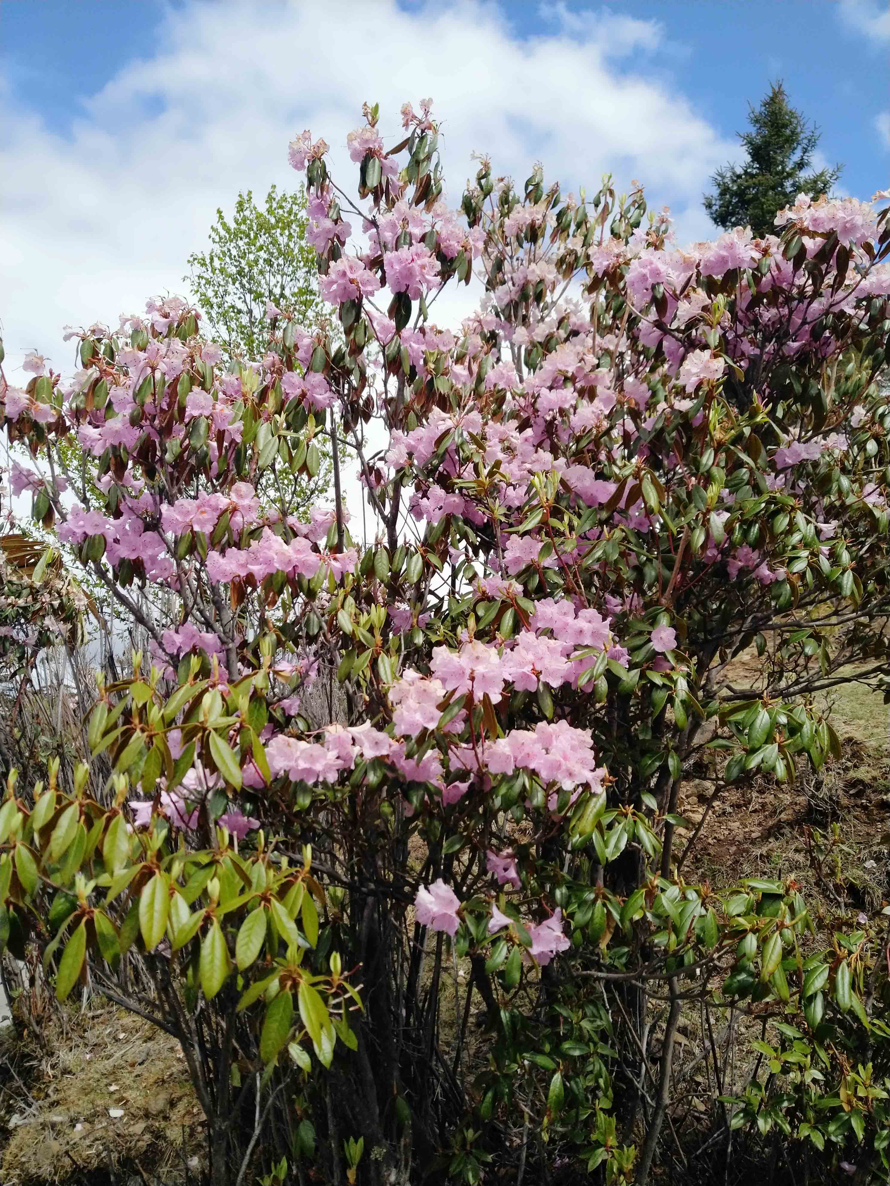 强迫症治疗一次需要多少钱,强迫症治疗一年费用多少