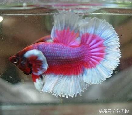 中国斗鱼和泰国斗鱼哪个比较好养,怎么挑好的泰国斗鱼品种视频