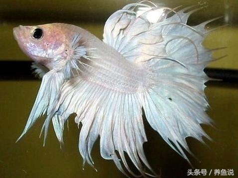 中国斗鱼和泰国斗鱼哪个比较好养,怎么挑好的泰国斗鱼品种视频