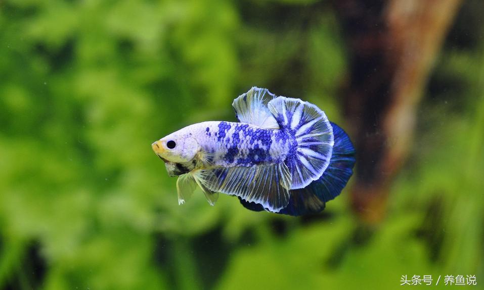 中国斗鱼和泰国斗鱼哪个比较好养,怎么挑好的泰国斗鱼品种视频