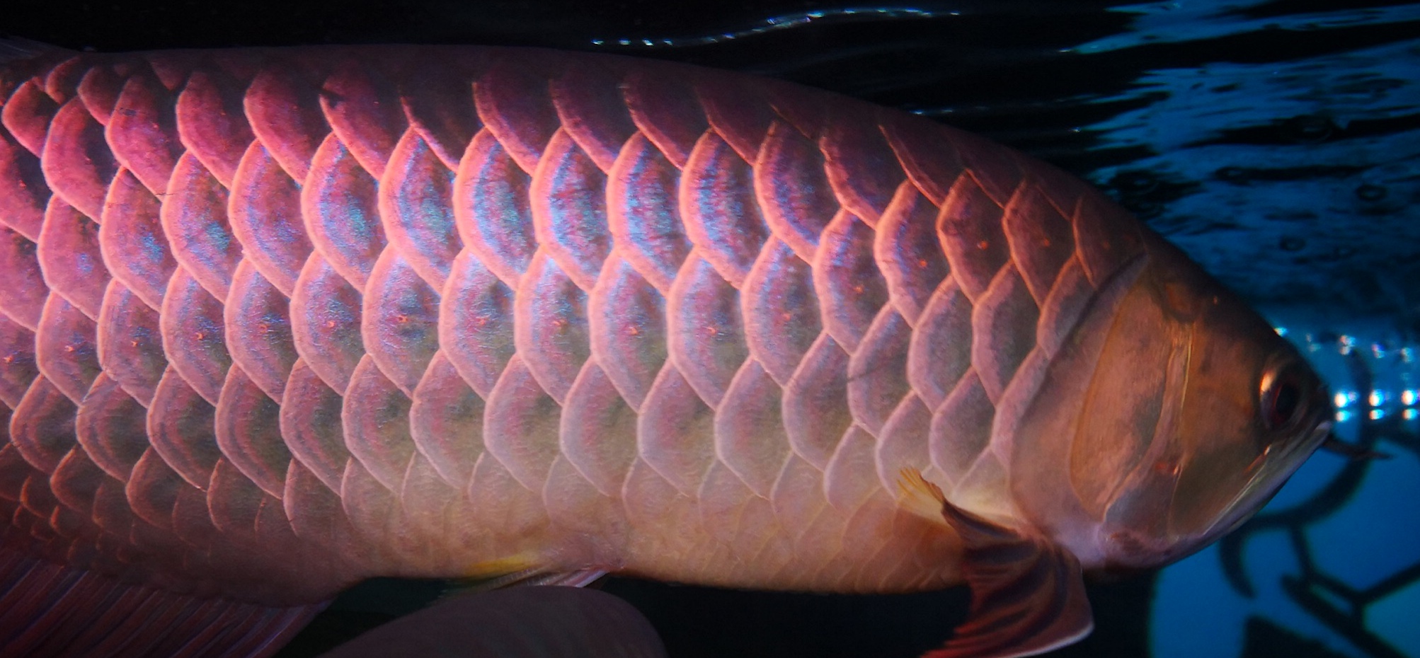 如何挑好的金龙,如何挑选金龙的好坏