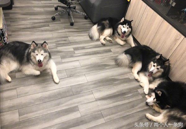 哈士奇出门玩耍过敏，俊俏的小脸肿成猪头！主人发帖说它是个衰鬼