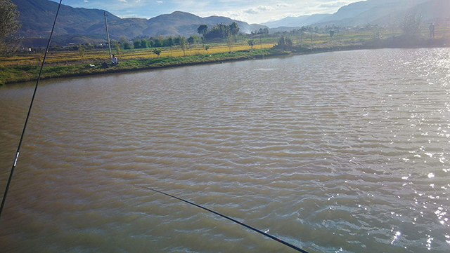 这鱼的鱼皮目测可以给女朋友制作个“鳄鱼包包”了，这是鱼吗？