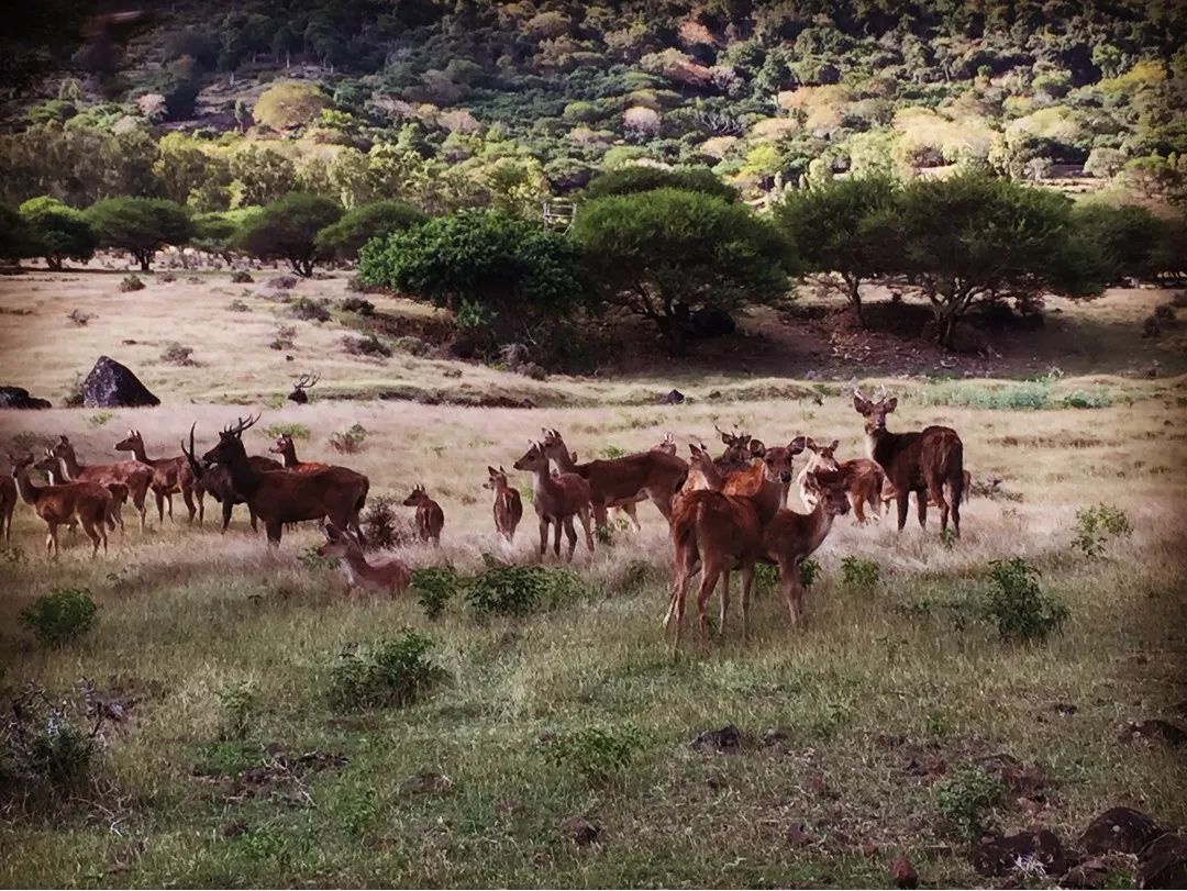 毛里求斯攻略,毛里求斯游玩全攻略