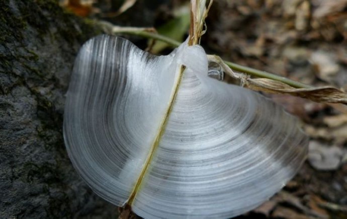 仙草种植方法和价格,种仙草的经济效益