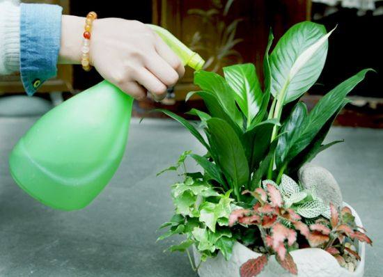 绿萝吊兰黄叶怎么处理,绿萝吊兰黄了