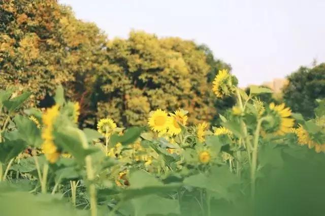 陕西高校｜来到陕师大，一起做最亮的闪star吧！