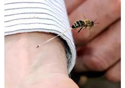 夏季宝宝如何预防虫咬皮炎,夏天宝宝招虫子怎么处理