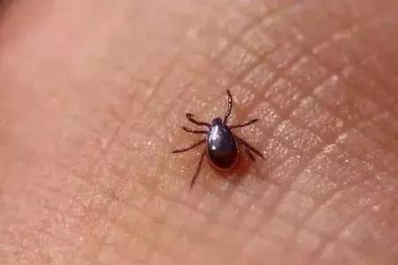 夏季宝宝如何预防虫咬皮炎,夏天宝宝招虫子怎么处理