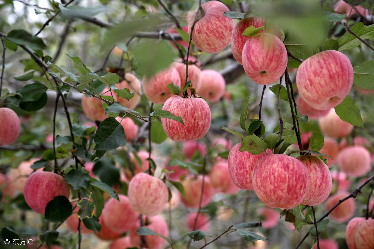 今日苹果收购价,今日苹果价格多少一斤