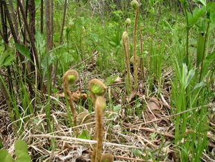 自然成熟无公害菜,纯绿色无污染菜