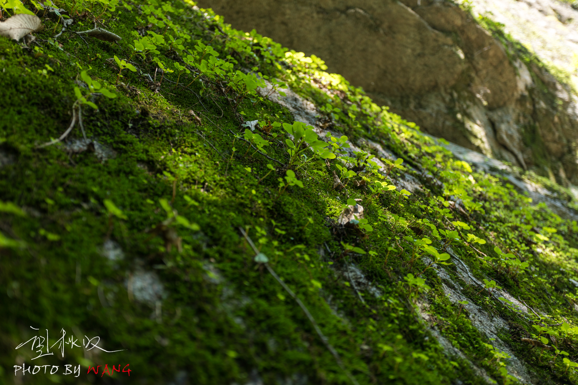 自带空调的白云山，人在画中游，水在空中舞