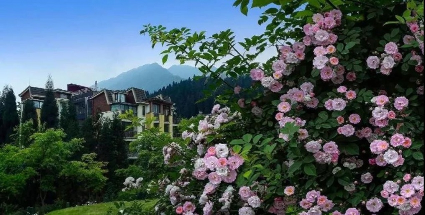 大揭秘历史解析,大揭秘怎么样