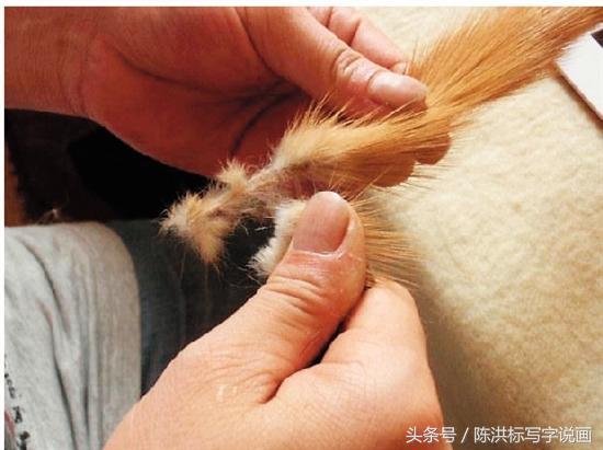 毛笔制作详细教程步骤图片,怎样制作好用的毛笔