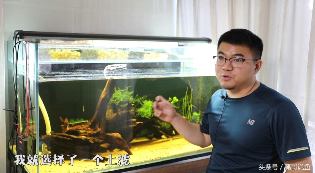 新手养鱼12个基础知识,建议养鱼新手入门养的鱼