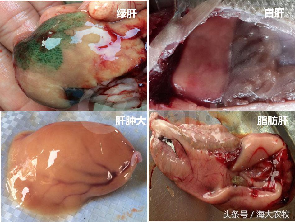 看，这就是别人家的鱼！“红润有光泽”，吃料“梆梆声”！