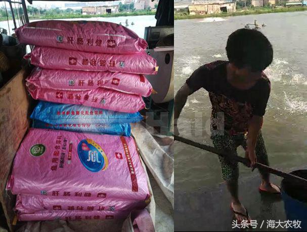 看，这就是别人家的鱼！“红润有光泽”，吃料“梆梆声”！