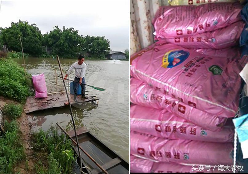 看，这就是别人家的鱼！“红润有光泽”，吃料“梆梆声”！