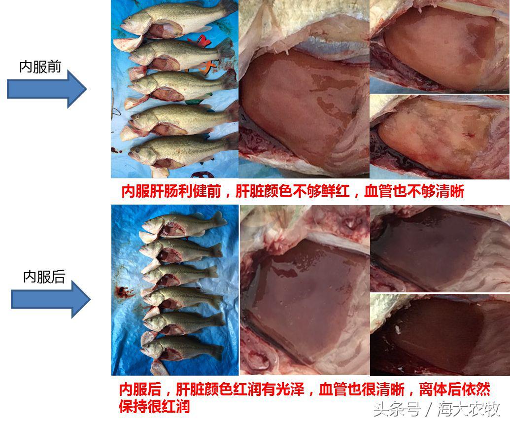 看，这就是别人家的鱼！“红润有光泽”，吃料“梆梆声”！