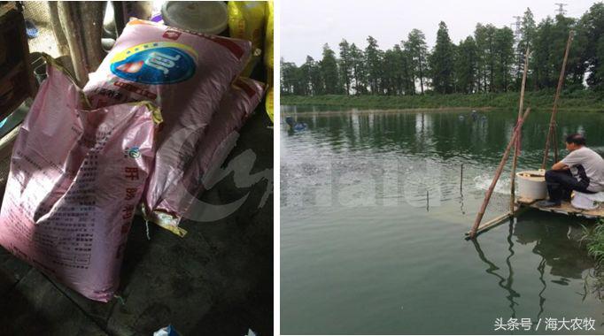 看，这就是别人家的鱼！“红润有光泽”，吃料“梆梆声”！