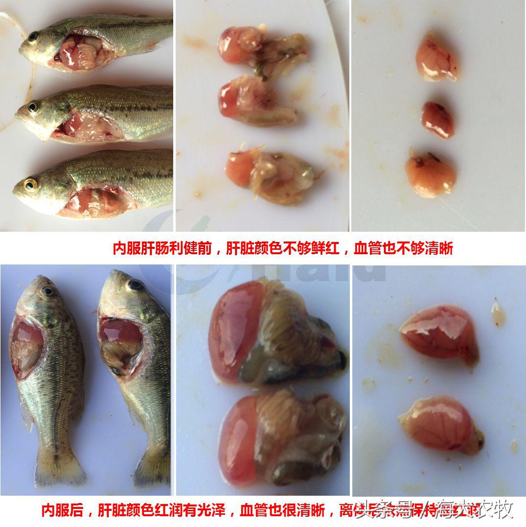 看，这就是别人家的鱼！“红润有光泽”，吃料“梆梆声”！