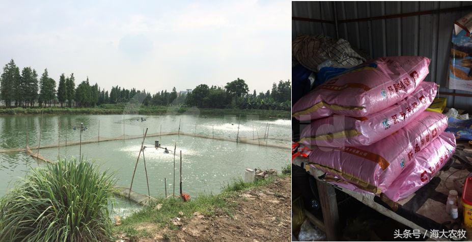 看，这就是别人家的鱼！“红润有光泽”，吃料“梆梆声”！