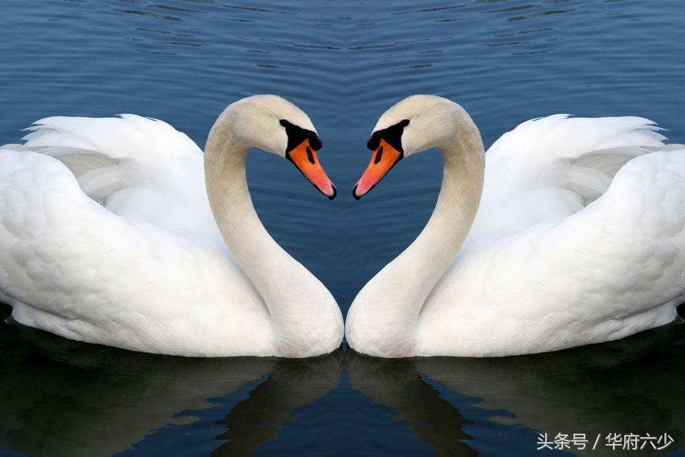 贫贱夫妻养鹅多年不下蛋，逃债跳江时被白鹅搭救，才知鹅不一般