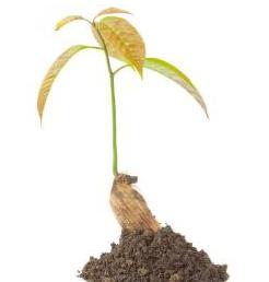 吃完的芒果核不要扔,吃完了芒果核怎么种芒果树